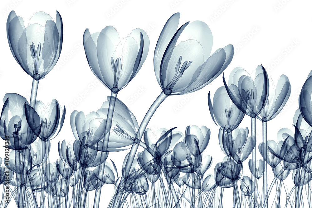 x-ray image of a flower isolated on white , the crocus
