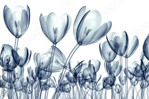 Foto x-ray image of a flower isolated on white , the crocus