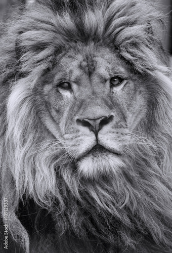 African lion male