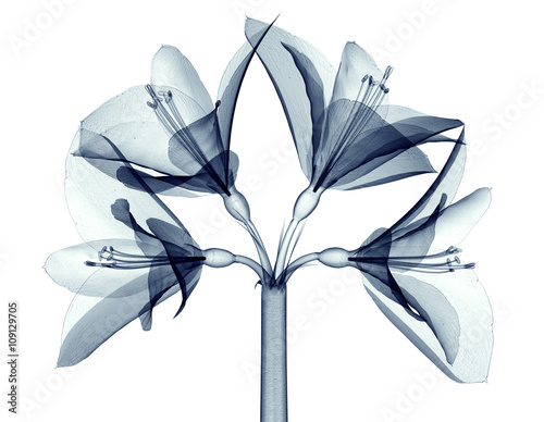 x-ray image of a flower isolated on white , the Amaryllis