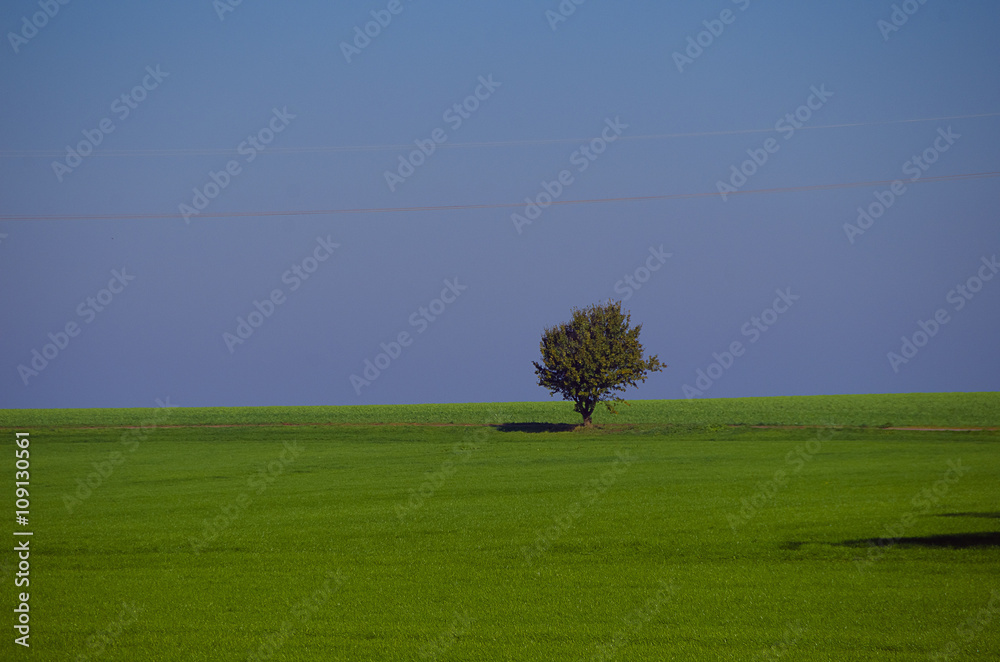 Obraz premium Baum auf freiem Feld