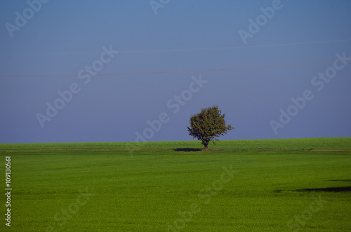 Baum auf freiem Feld