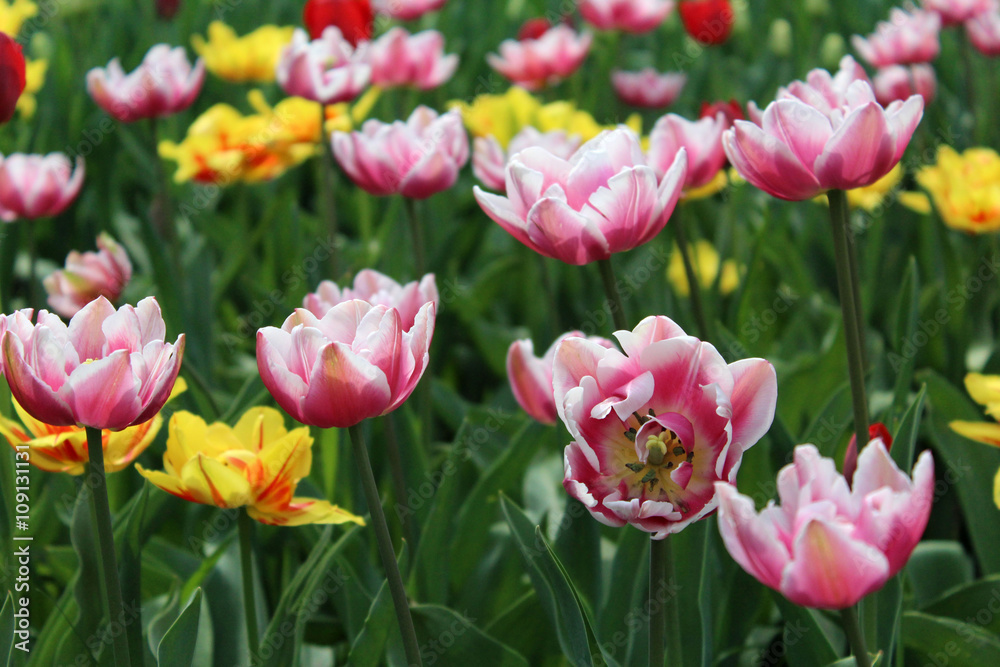 Delicate multi colored tulips
