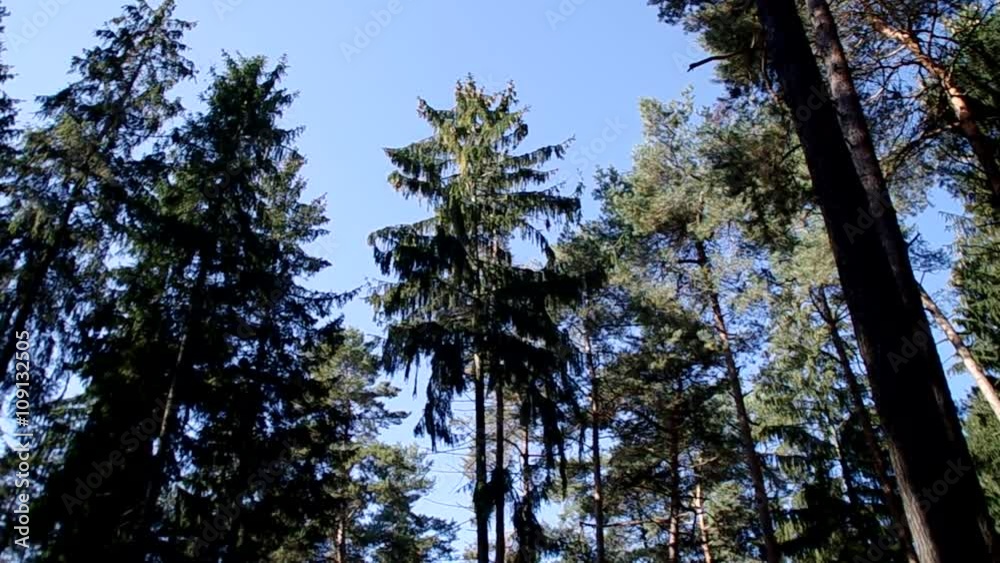 Tannen im Wind