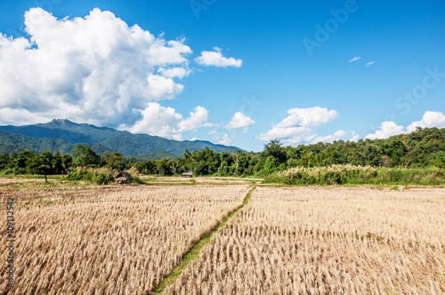 Thailand farm landscape photo