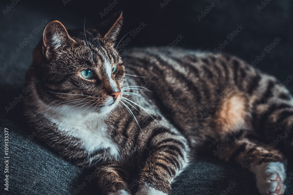 Relaxed domestic cat laying on blanket