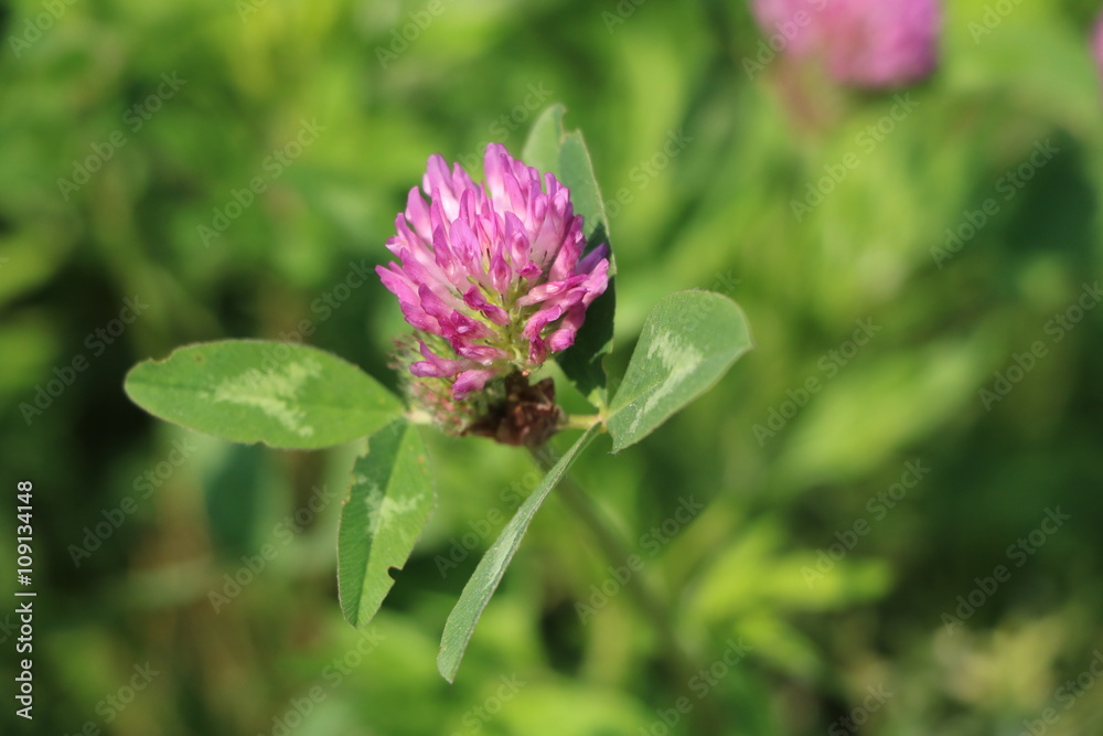 Red clover alfalfa in the meadow concentrated feed Red clover alfalfa in the meadow concentrated feed