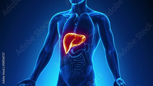 Liver Male Anatomy -  X-ray scan