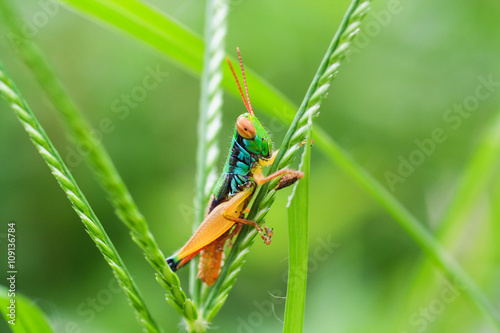 Grasshopper on a Plant