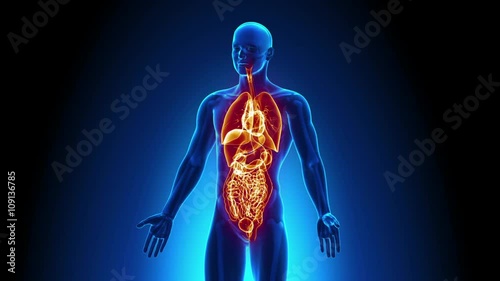 Internal Organs Male Anatomy -  X-ray scan