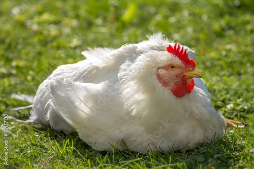 Junges Masthuhn in Freilaufhaltung / Young broiler chicken
