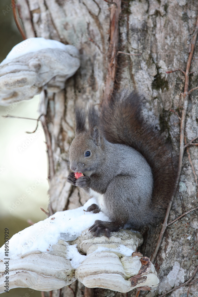 エゾリス リス科リス属キタリス種の亜種 Stock 写真 Adobe Stock