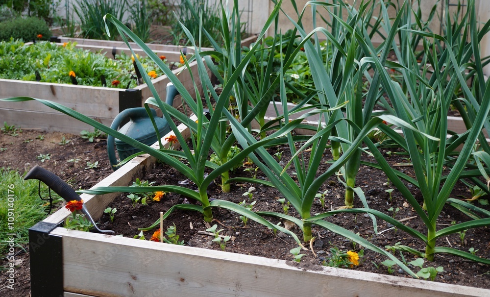 A raised bed container vegetable garden A raised bed container vegetable garden