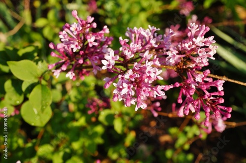 Reblooming syringa lilac flowers photo