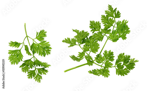 chervil sprigs on a white surface photo