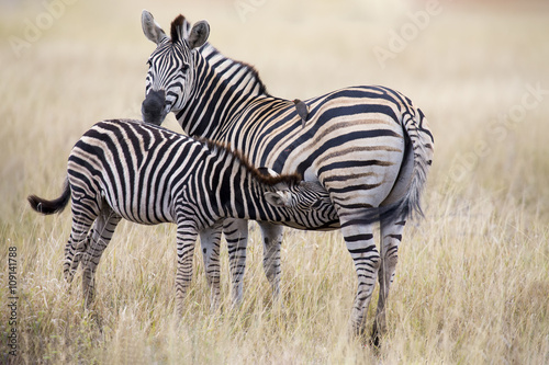 Zebra mare and foal standing close together in bush for safety