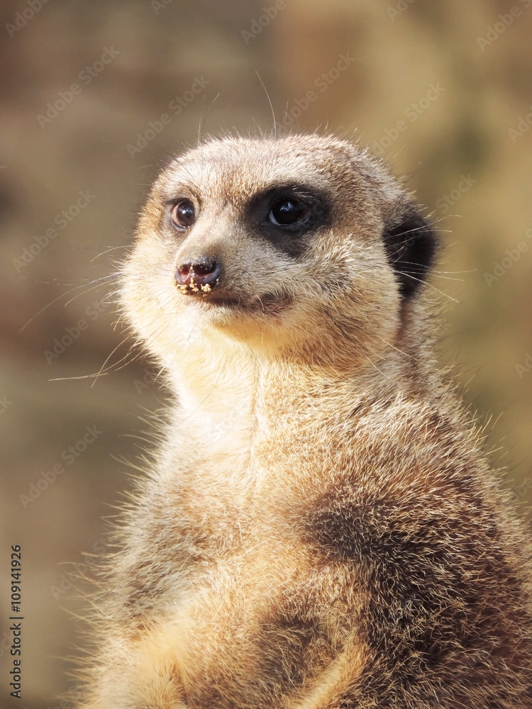 Suricate watching out. Close-up. Suricate watching out. Close-up.
