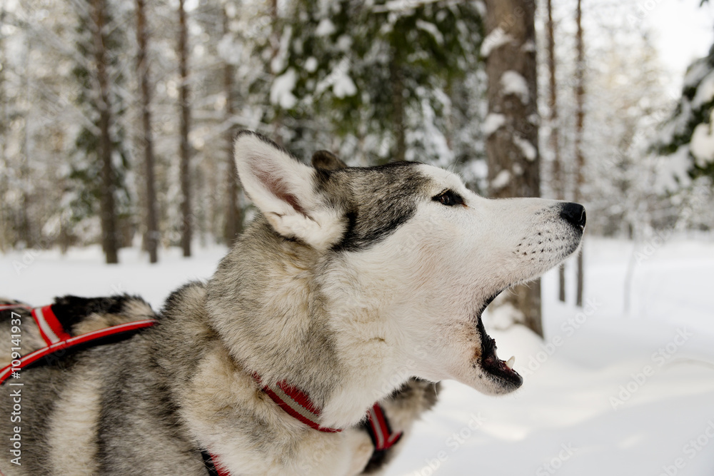 Dogs sledding with huskies in a beautiful wintry landscape, Swed Dogs sledding with huskies in a beautiful wintry landscape, Swed