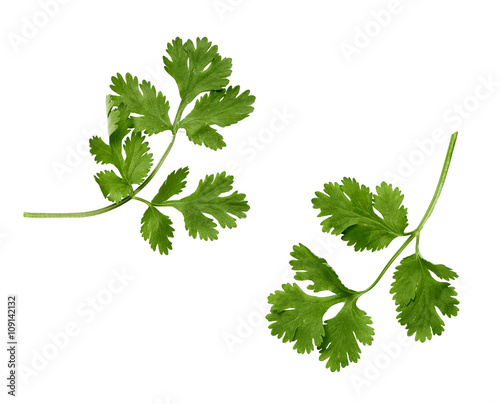 two branches of coriander on a white background