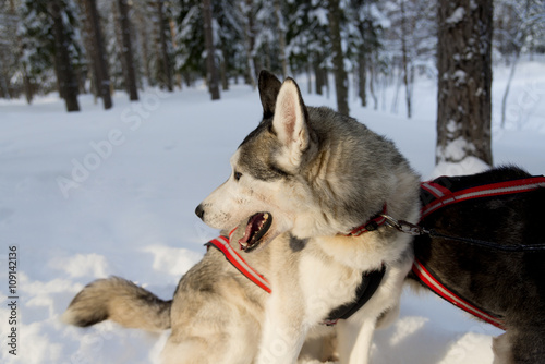 Dogs sledding with huskies in a beautiful wintry landscape, Swed photo