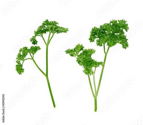 two branches of curly parsley on a white background