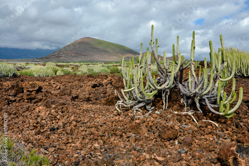 cardon shrubs in stone desert on the slopes of dormant volcano Montana Grande in Malpais de Guimar (Badlands of Guimar)
Tenerife. Canary Islands, Spain photo