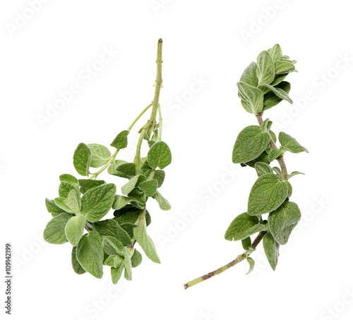 two oregano branches on a white background