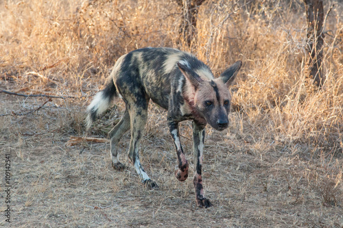 African wild dog (Lycaon pictus), Kruger Park, South Africa