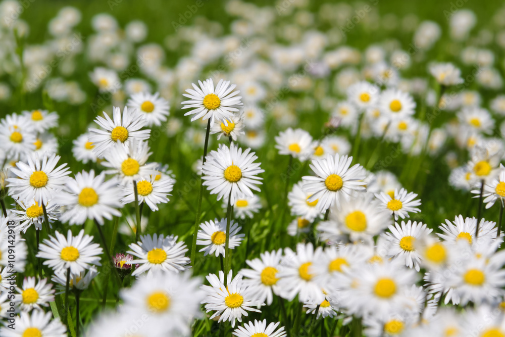 Gänseblümchen - Bellis perennis auf Wiese Gänseblümchen - Bellis perennis auf Wiese