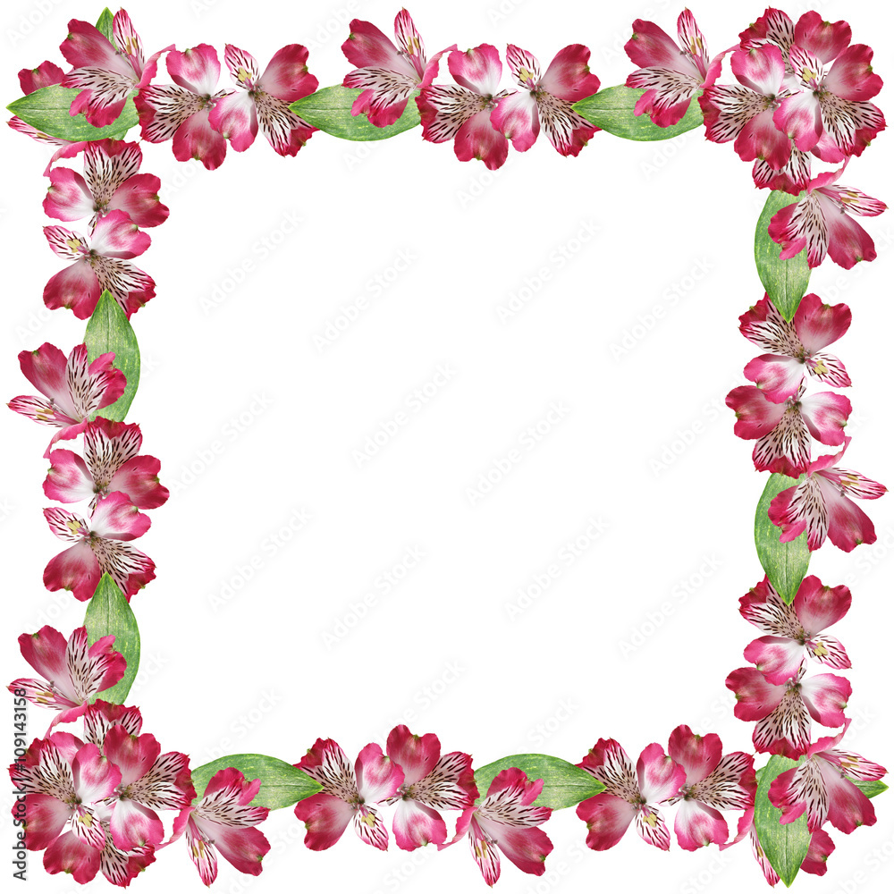Delicate floral background. Pink Alstroemeria. Isolated. 