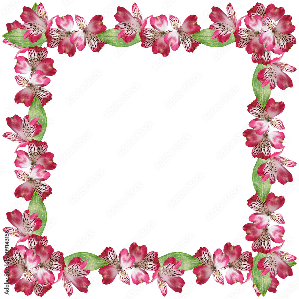 Delicate floral background. Pink Alstroemeria. Isolated. Delicate floral background. Pink Alstroemeria. Isolated.