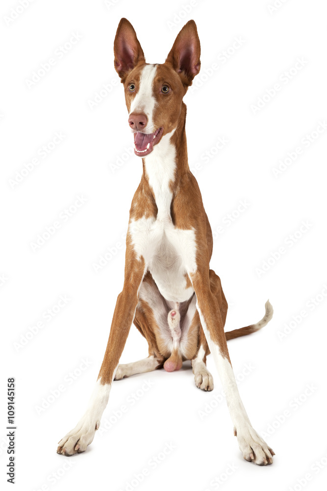 Ibizan Hound (Podenco ibicenco) dog isolated on white Ibizan Hound (Podenco ibicenco) dog isolated on white
