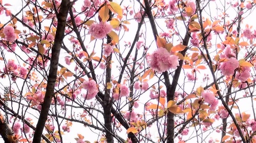 風に揺れる八重桜