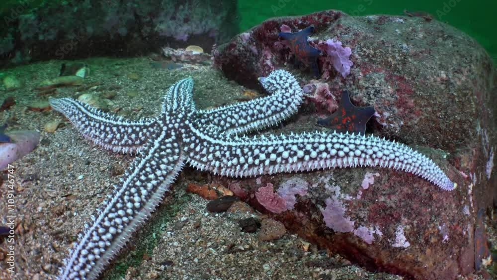 Large starfish on sea bottom in search of food. Amazing multi color underwater world and the inhabitants, fish, stars, octopuses and vegetation of the Sea of Japan. Large starfish on sea bottom in search of food. Amazing multi color underwater world and the inhabitants, fish, stars, octopuses and vegetation of the Sea of Japan.