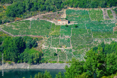 Mencia grape vineyards and wineries