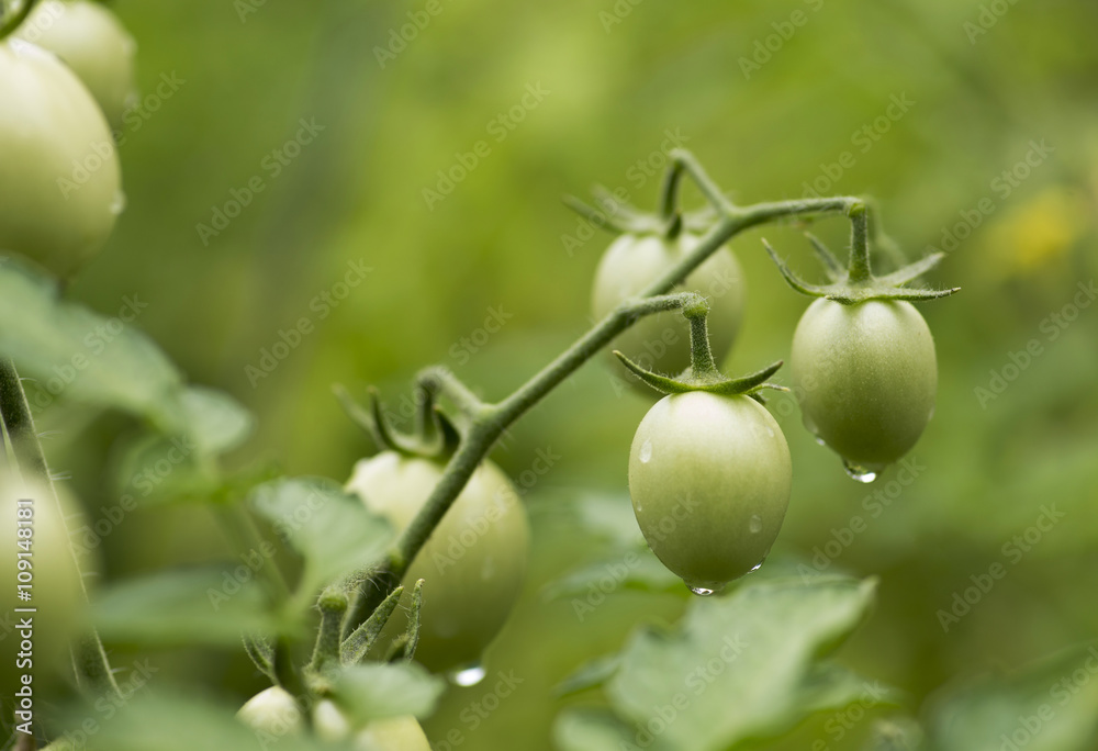 Зелёные помидоры на грядке
