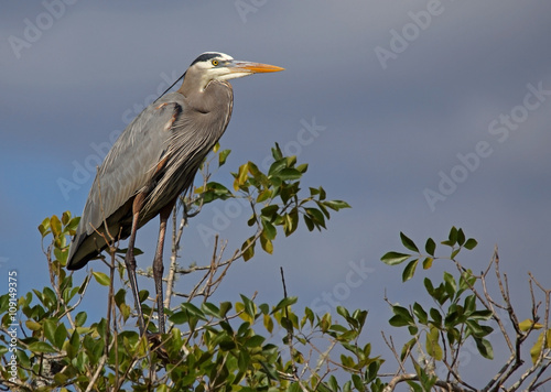 Kanadareiher - [Ardea herodias]