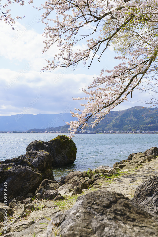 海津大崎の桜と琵琶湖　その２