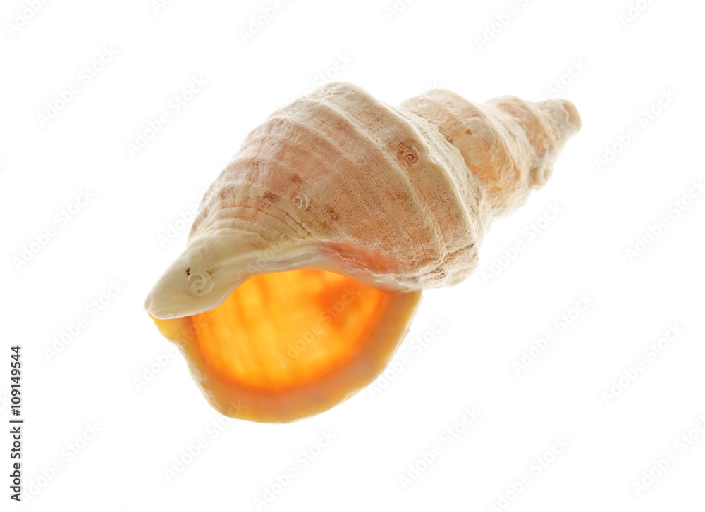 Spiral sea shell Spiral sea shell