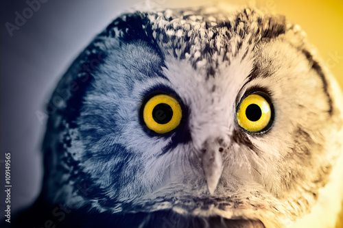 Boreal Owl at sunrise