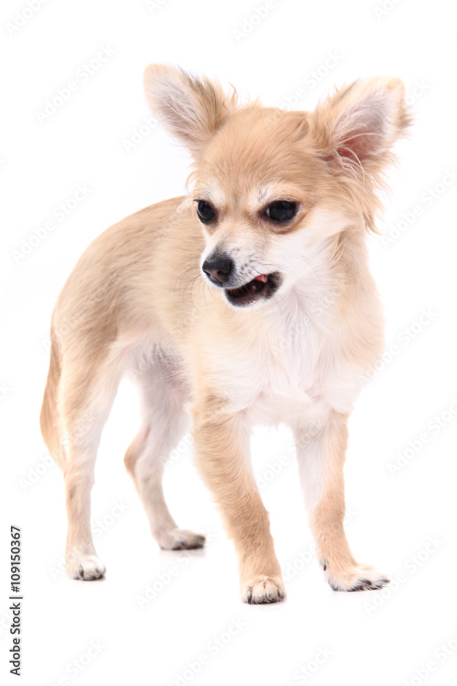 small brown chihuahua isolated