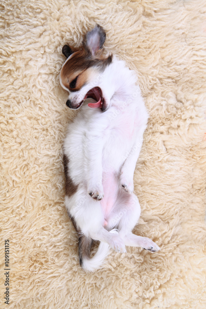 Fototapeta premium 8 weeks chihuahua puppy is sleeping