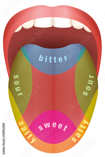 Tongue Taste AreasTongue with four different taste areas - bitter, sweet, sour and salty. Isolated vector illustration on white background.