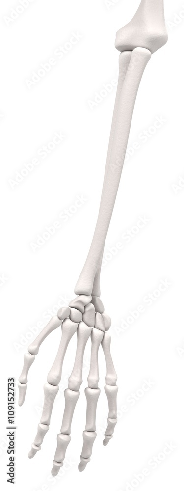 3d renderings of arm bones 3d renderings of arm bones