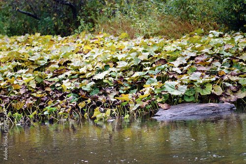 The river was overgrown with seaweed