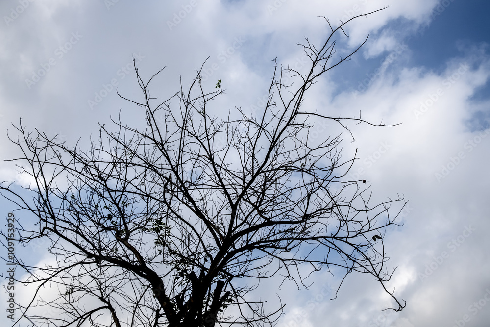 Monochrome dry branch Monochrome dry branch