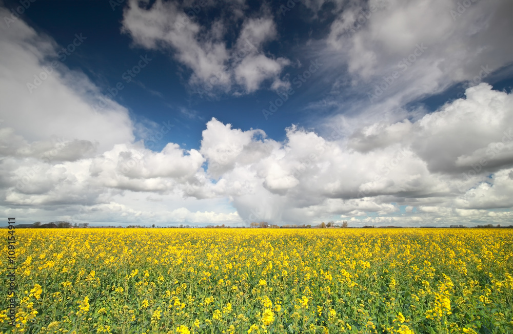 Obraz premium rapeseed flower field and stormy sky
