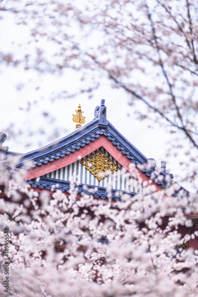 Cherry blossom with a tiled roof