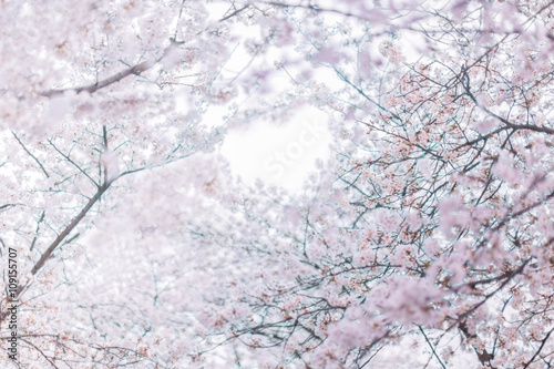 blooming cherry trees