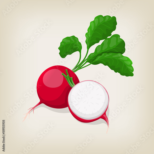 Whole and half radishes with leaves. Vector illustration.
